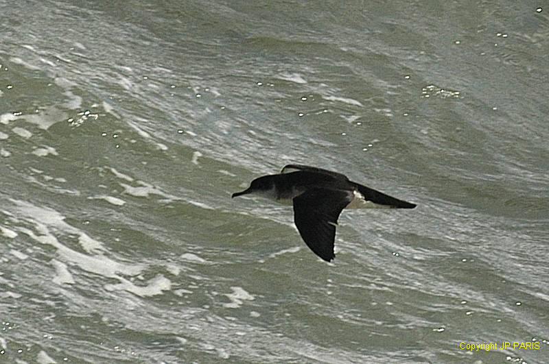 Puffinus puffinus